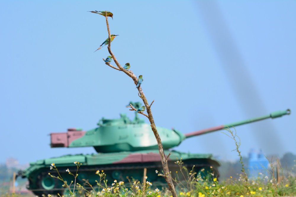 栗喉蜂虎與慈湖三角堡戰車(金門國家公園管理處提供，黃宸皞攝)
