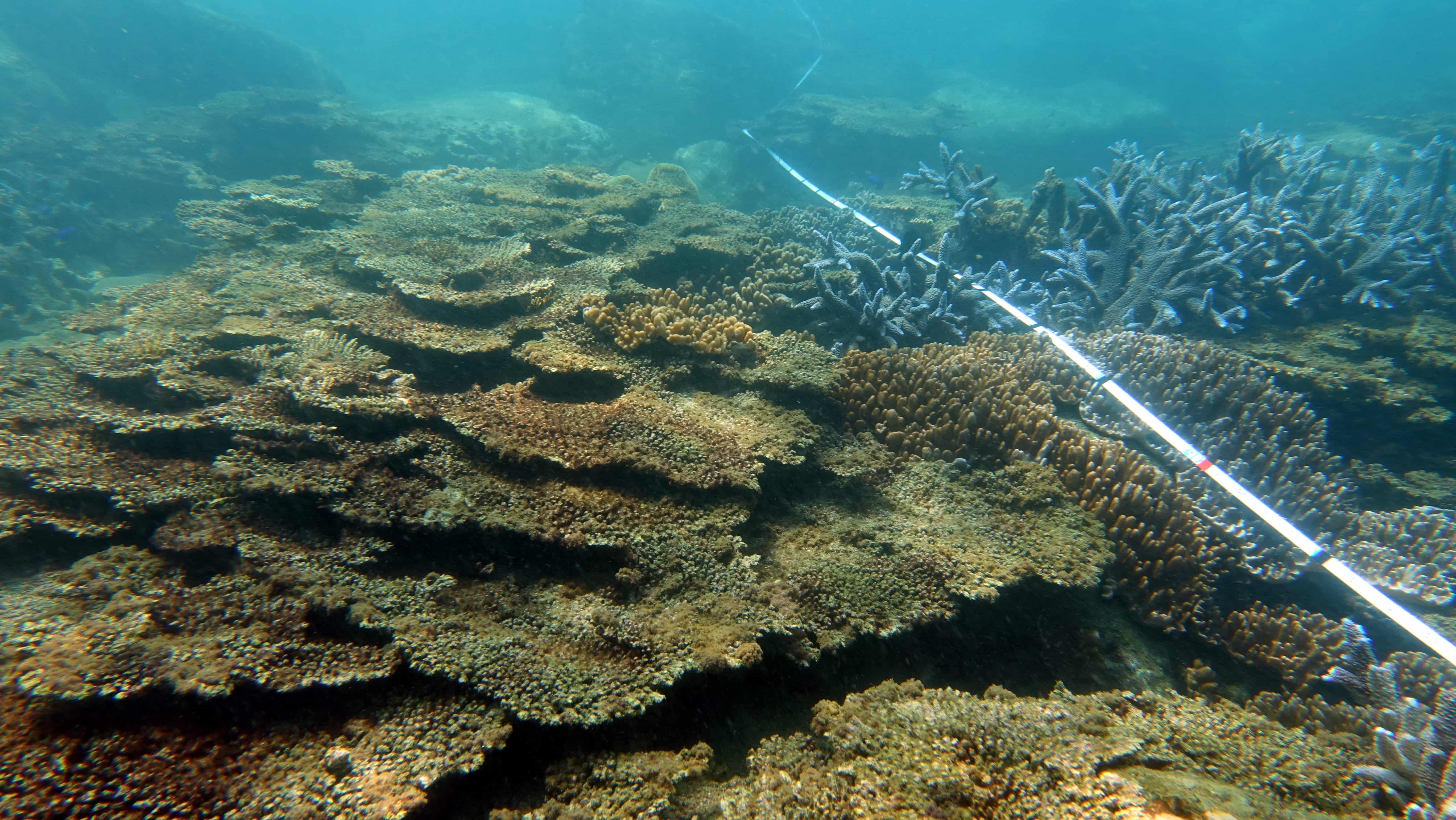 西嶼坪南側的珊瑚生長情形，在測線左邊珊瑚群體已覆蓋藻類；右邊為仍存活的軸孔珊瑚及小枝軟珊瑚。