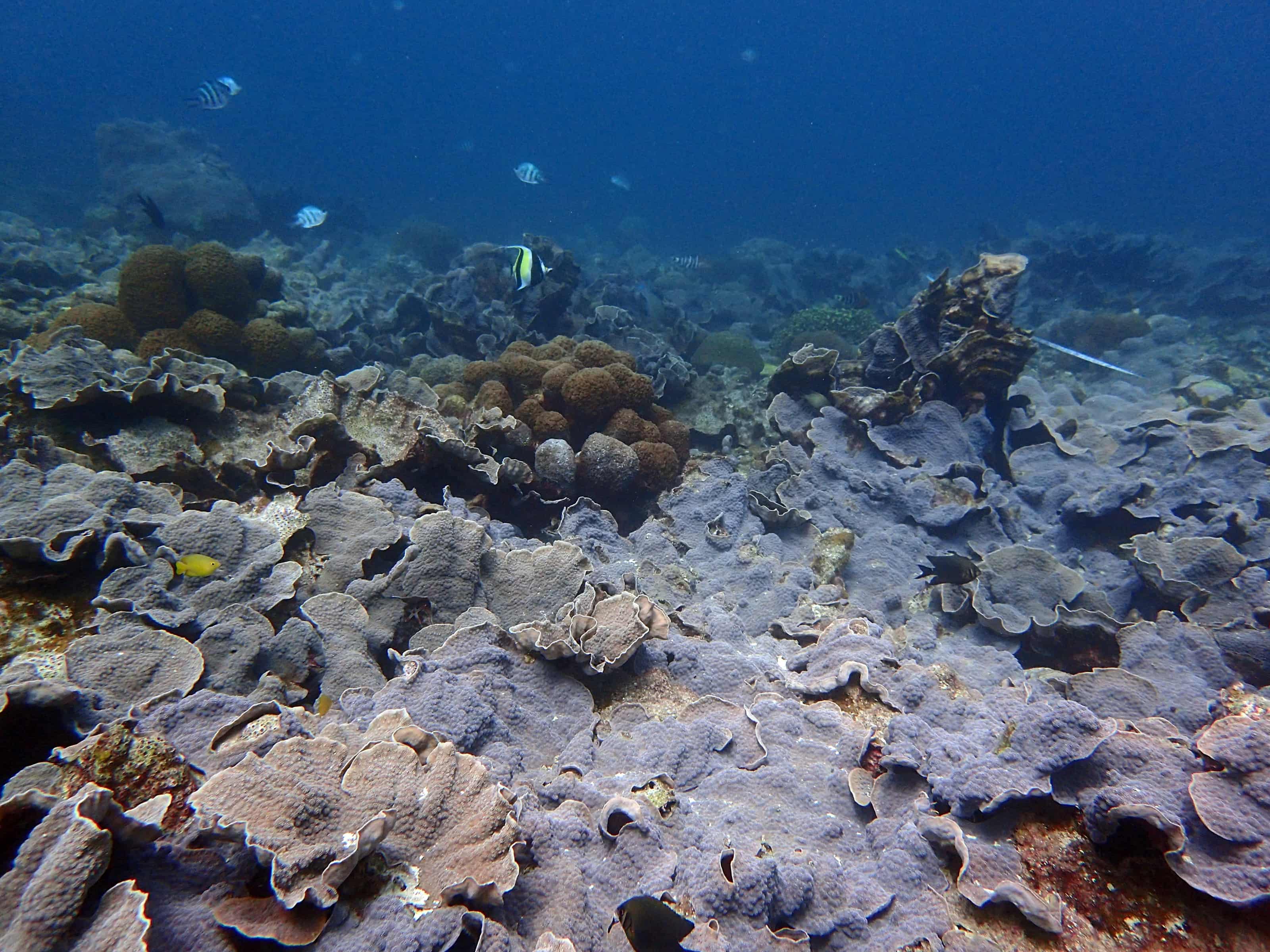 東沙島正東測站的珊瑚覆蓋率高達71.9%，測站上佈滿葉片形的片棘孔珊瑚。