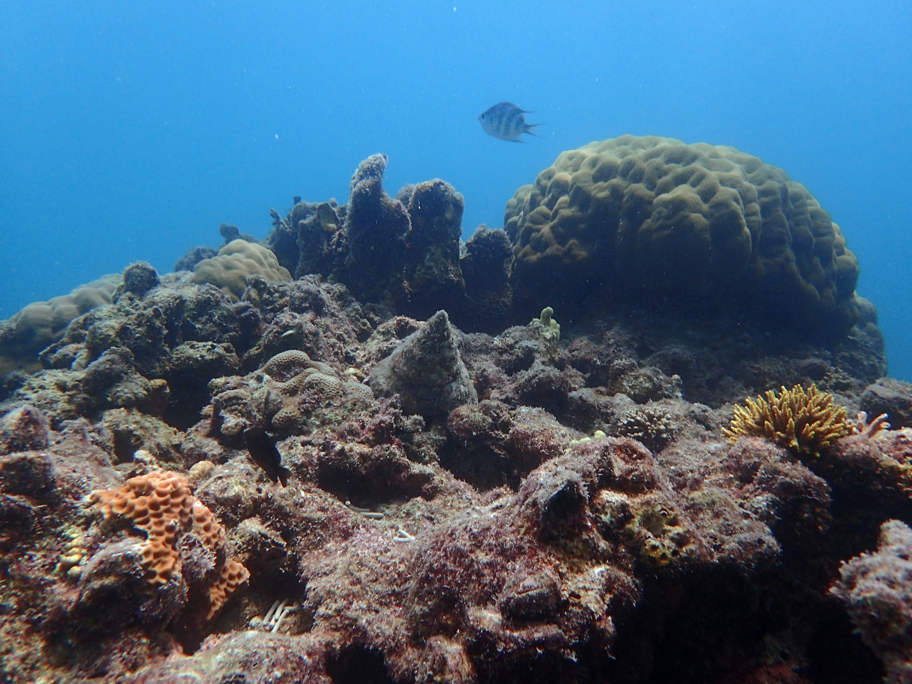 東沙內環礁塊狀礁頂的馬蹄鐘螺與小叢形軸孔珊瑚。