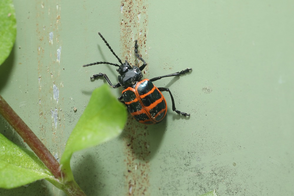 大雪山地區指標物種候選物種-雪山蛛形螢金花蟲，體色黝黑，搭配鮮紅線紋，別緻得像首飾