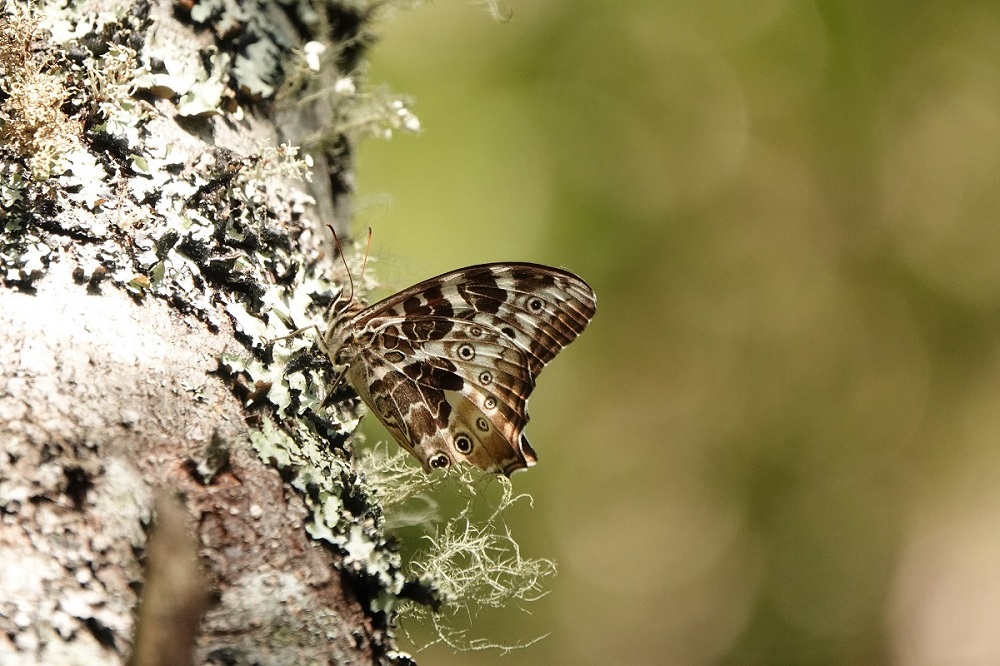 大雪山地區指標物種候選物種-白斑蔭眼蝶