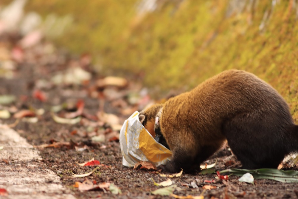 圖說2：黃喉貂於垃圾中找尋食物。