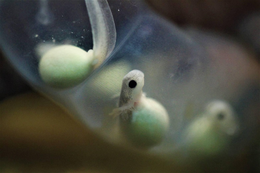 阿里山山椒魚卵串(圖片來源：印莉敏)