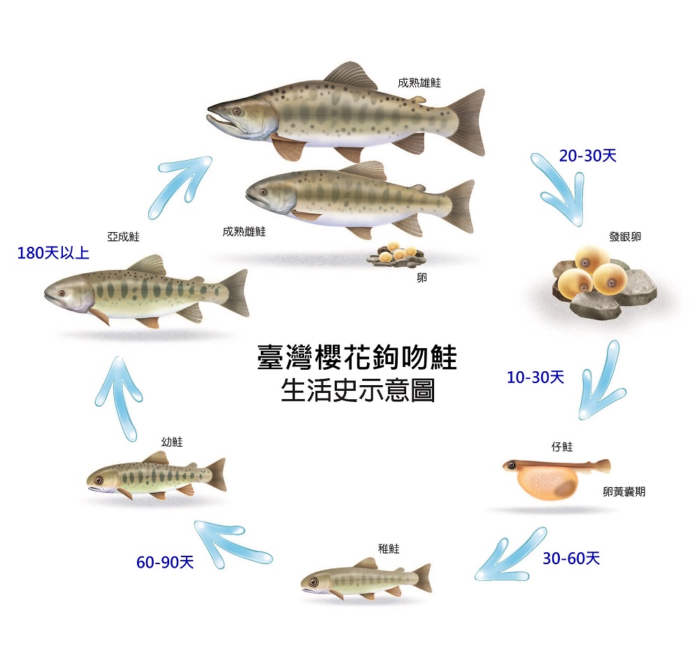 臺灣櫻花鉤吻鮭生活史示意圖