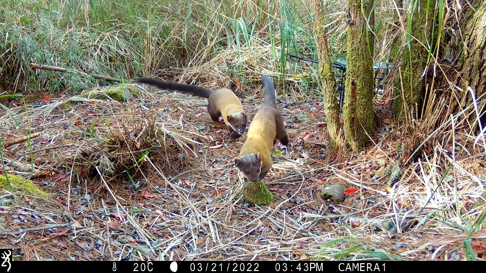 Yellow-Throated Martens