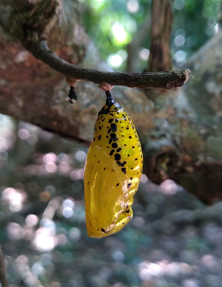 大白斑蝶-閃閃發亮的黃金蛹/墾管處提供