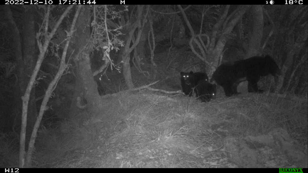 111年12月10日玉山國家公園自動相機母熊攜3隻幼熊出沒。(資料來源：黃美秀教授研究團隊)/玉管處提供