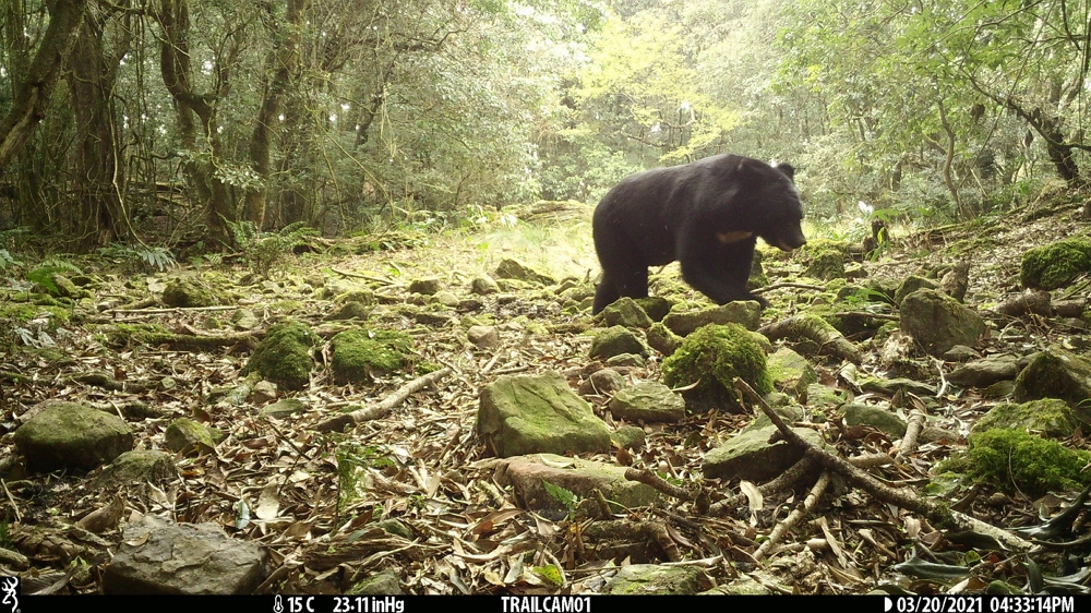 110年3月20日玉山國家公園自動相機黑熊紀錄。(資料來源：吳幸如教授研究團隊)/玉管處提供
