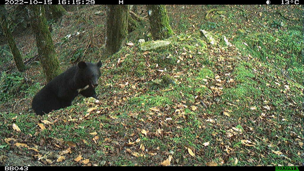 111年10月15日玉山國家公園自動相機黑熊紀錄。(資料來源：黃美秀教授研究團隊)/玉管處提供