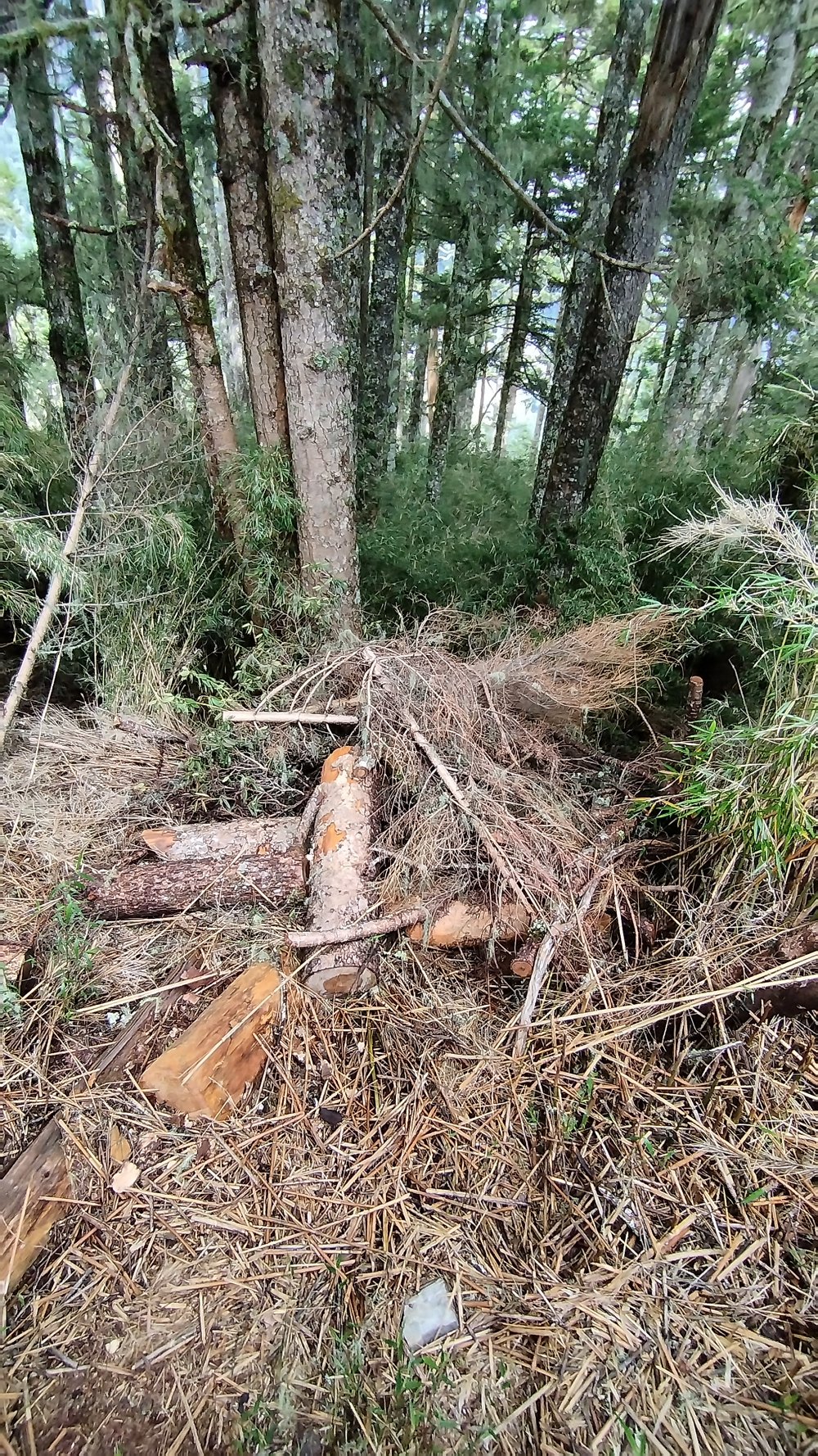 軌道障礙木砍除情形照片
