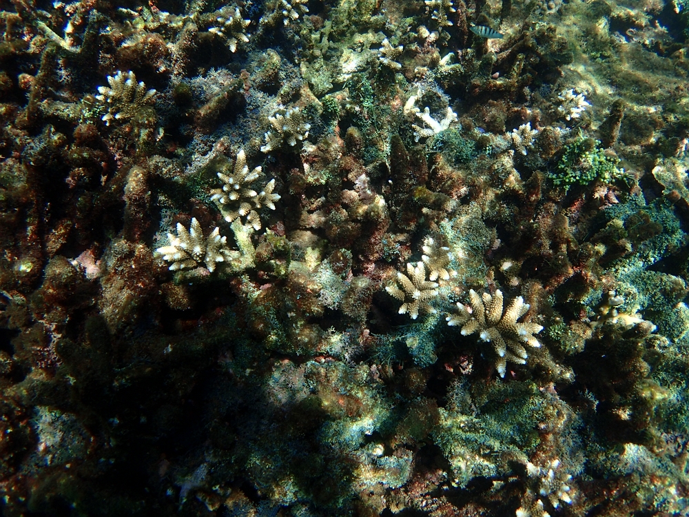 藻類覆蓋下的珊瑚重現生機