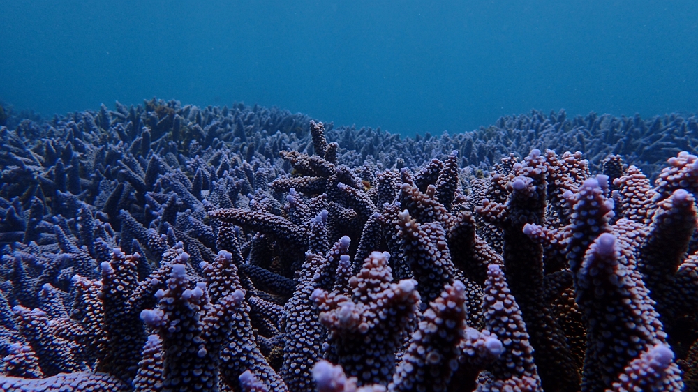 逐漸恢復中的健康珊瑚群聚