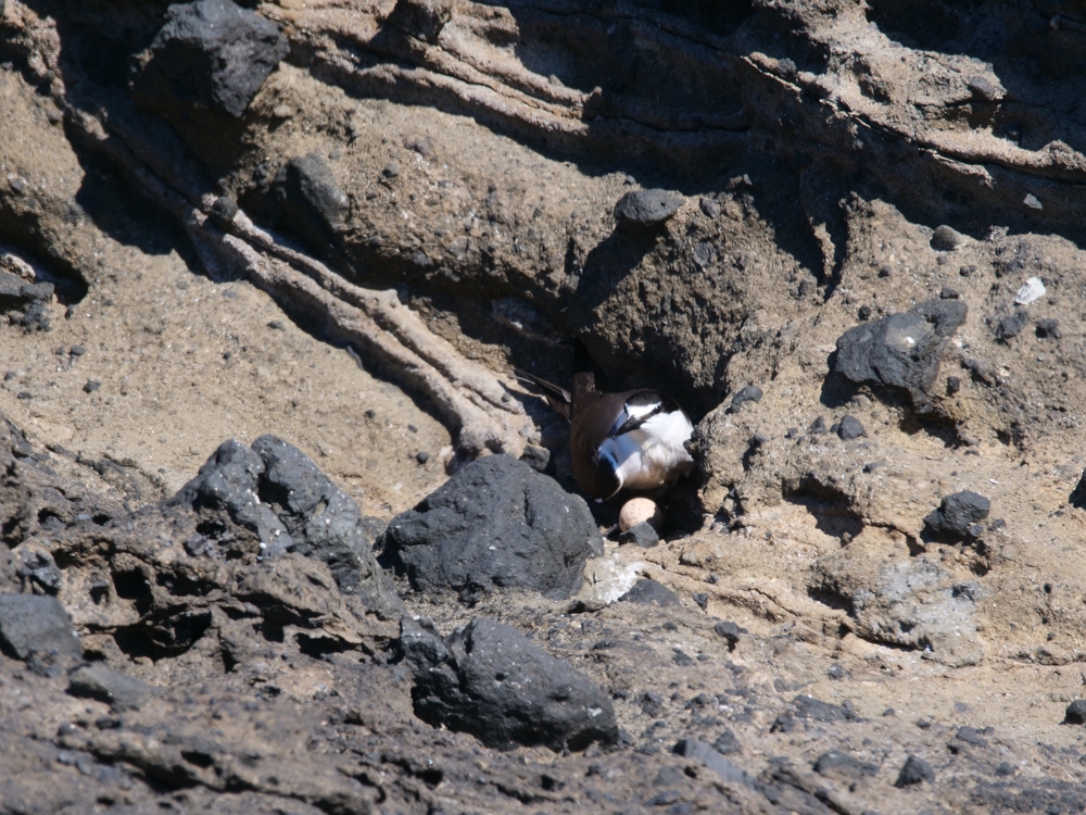 白眉燕鷗在玄武岩隙縫中產卵，雌雄鳥輪流孵卵育雛