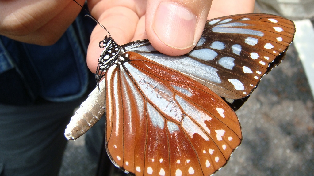 翅膀被標記的青斑蝶 (陽明山國家公園管理處提供)