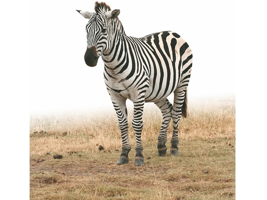 坦尚尼亞恩格羅恩戈羅火山口的平原斑馬
／Muhammad Mahdi Karim 提供（來源：https://commons.wikimedia.org/wiki/File:Plains_Zebra_Equus_quagga.jpg）