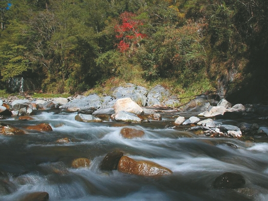 七家灣溪是櫻花鉤吻鮭的重要棲地，也是臺灣中部地區的水源之一／雪管處提供