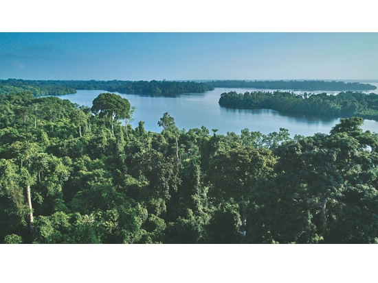加彭廣闊的森林是許多極度瀕危物種的家園／ Flo Lorenz 提供 