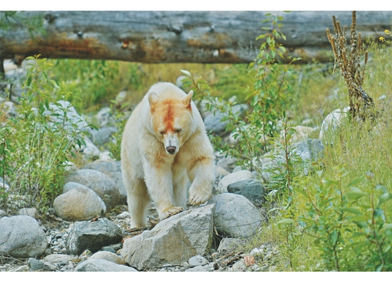 居住在大熊雨林的靈熊（spirit bear）／ Margaret Strickland提供 