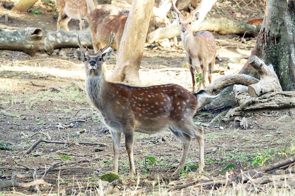 The Kenting National Park Headquarters conducts academic research and rehabilitation project of Taiwan sika deer in Sheding Sika Deer Restoration Area.