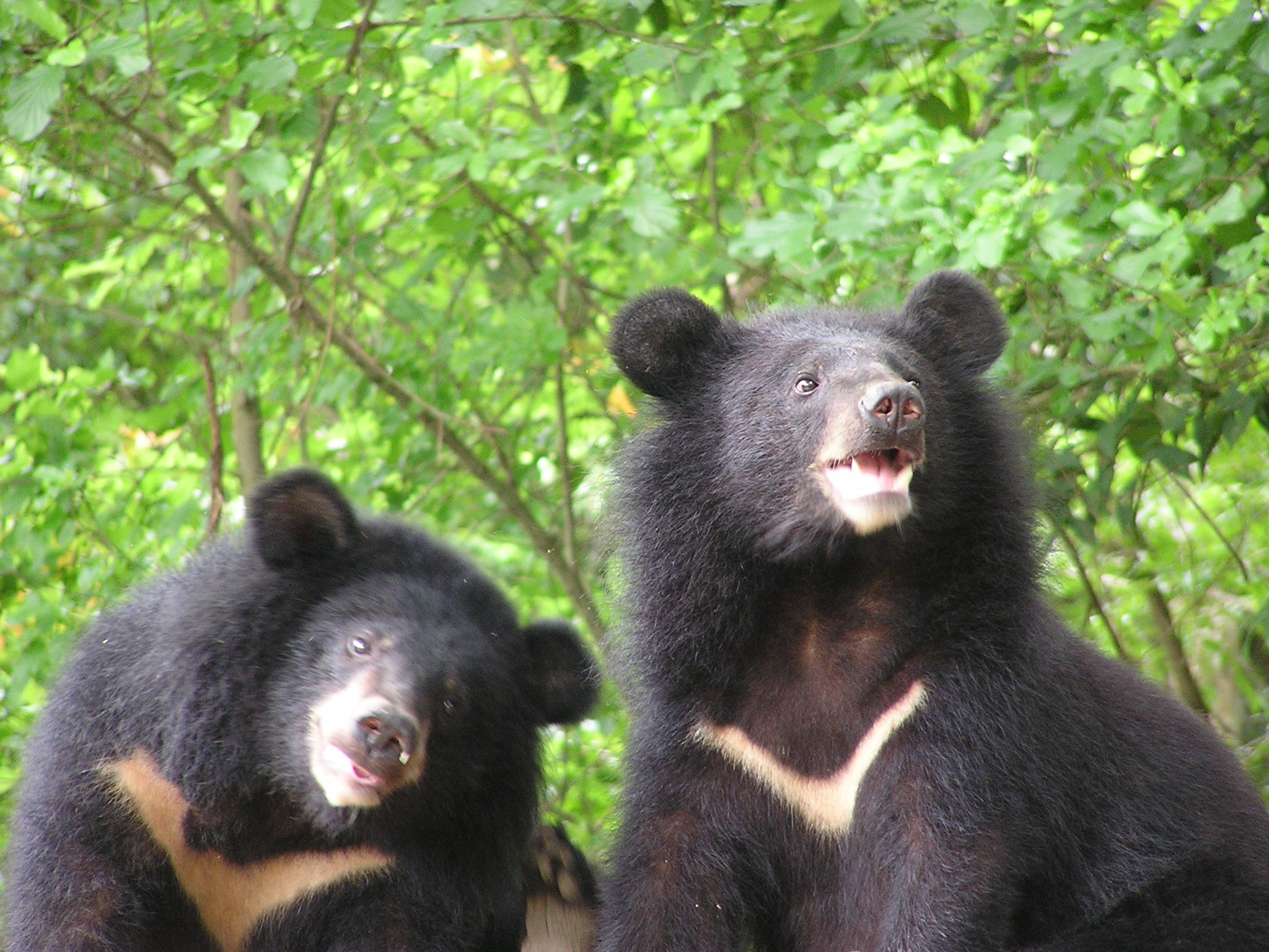 The Formosan black bear was listed as a critically endangered species.In 1994, the Yushan National Park Headquarters established the Formosan Black Bear Conservation Team to conduct research on the Formosan black bear population in the wild.