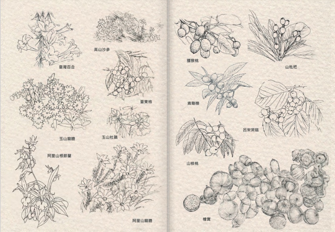 內頁繪製書中出現的植物素描，並在文本提供簡短介紹 (玉山國家公園管理處提供)