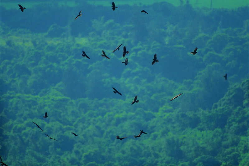 欣賞與觀察鳥類展翅翱翔的姿態，能喚醒我們內在嚮往自由的本性，本圖片為滿州天空群鷹飛翔的意象(墾丁國家公園管理處提供，張宏銘攝)