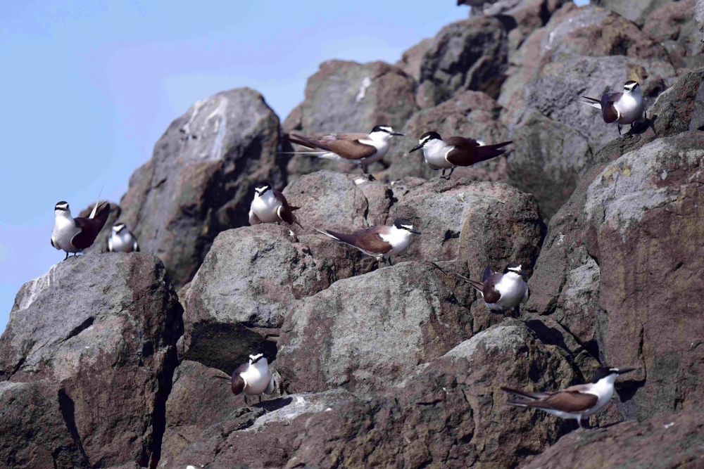 澎湖是大東亞地區候鳥遷移的必經之地，本圖為棲息在玄武岩上的白眉燕鷗(海洋國家公園管理處提供，蔡若詩攝)