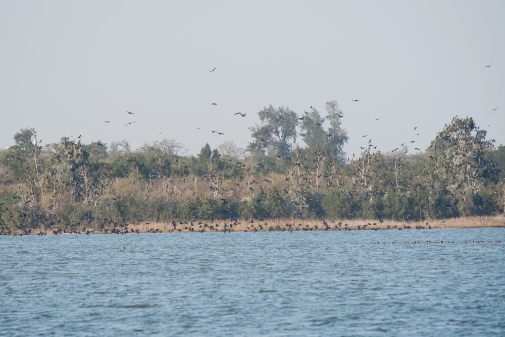 鸕鶿成群結隊飛回慈湖一帶的巢穴(金門國家公園管理處提供，黃宸皞攝)