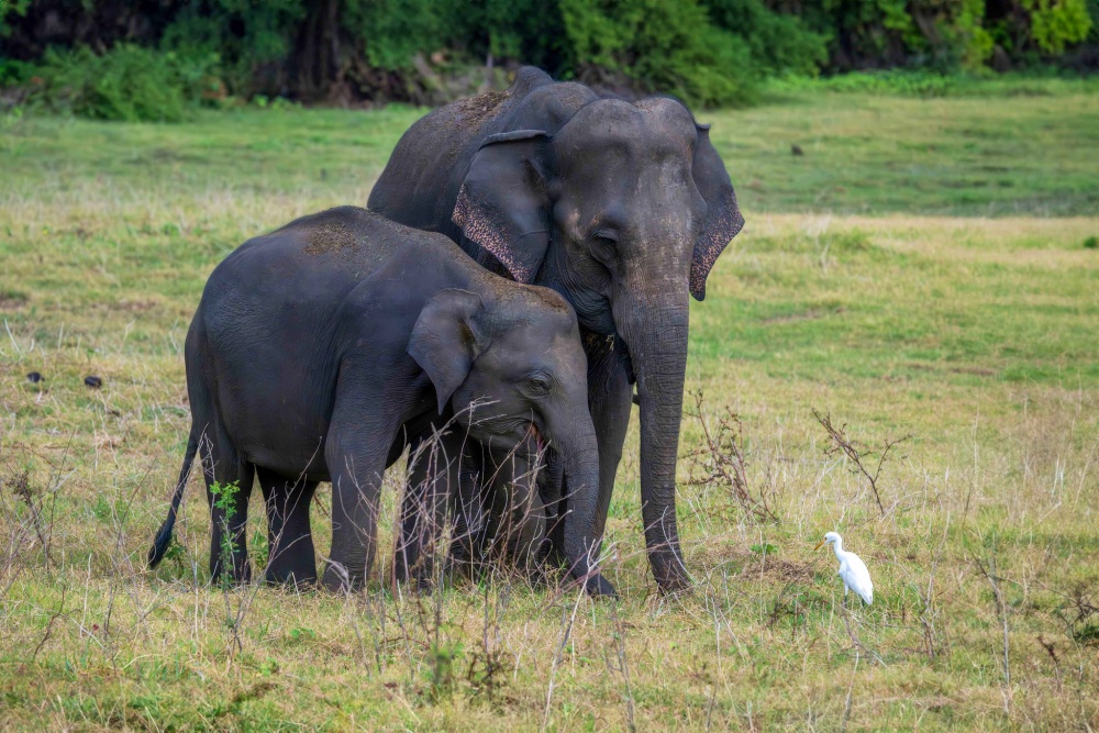 IUCN物種存續委員會、印度野生動物信託基金和哥倫布動物園暨水族館，在印度建立一個新的物種保種中心，重點關注亞洲象