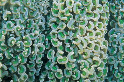 Kidney shaped needle coral