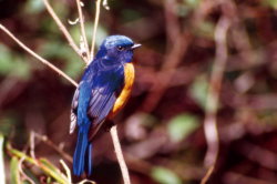 Male Rufous-bellied Blue Flycatcher