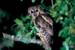 Tawny Wood Owl
