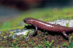 Formosan Salamander