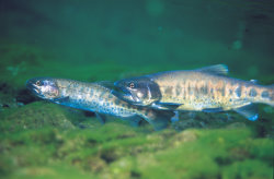 Formosan Landlocked Salmon