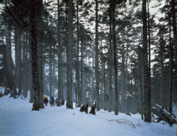 The Forest of Abies Kawakamii
