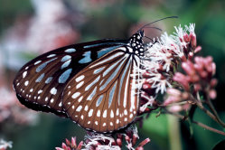 Blue-spotted Monarch