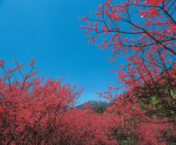 Blossoming Taiwan Cherry
