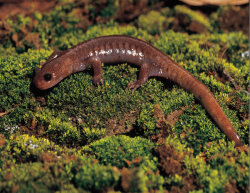 Formosan Salamander