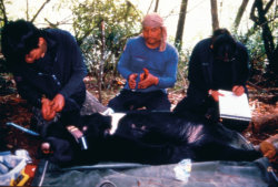 Formosan Black Bear research