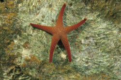 Orange sea star