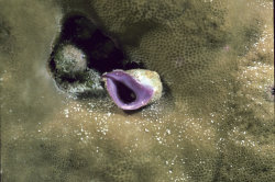 Coralliophila neritoidea