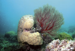 Porites coral and re fan coral at the southern end of Pratas Island atoll lagoon
