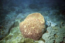 Bucket shaped sponge