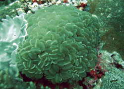 Curled, bubbled coral