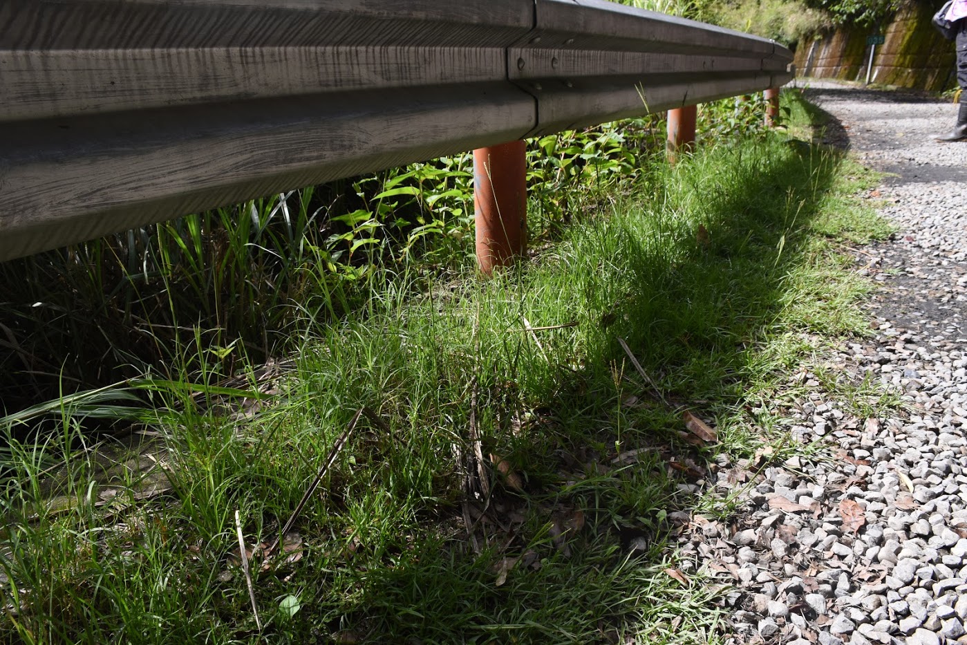 Exotic Plants in the Guanwu Area of Shei-Pa National Park,two pictures.
