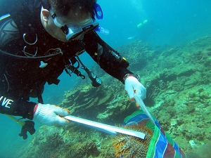 Event participants removingCrown-of-thorns starfish from the coral reefs