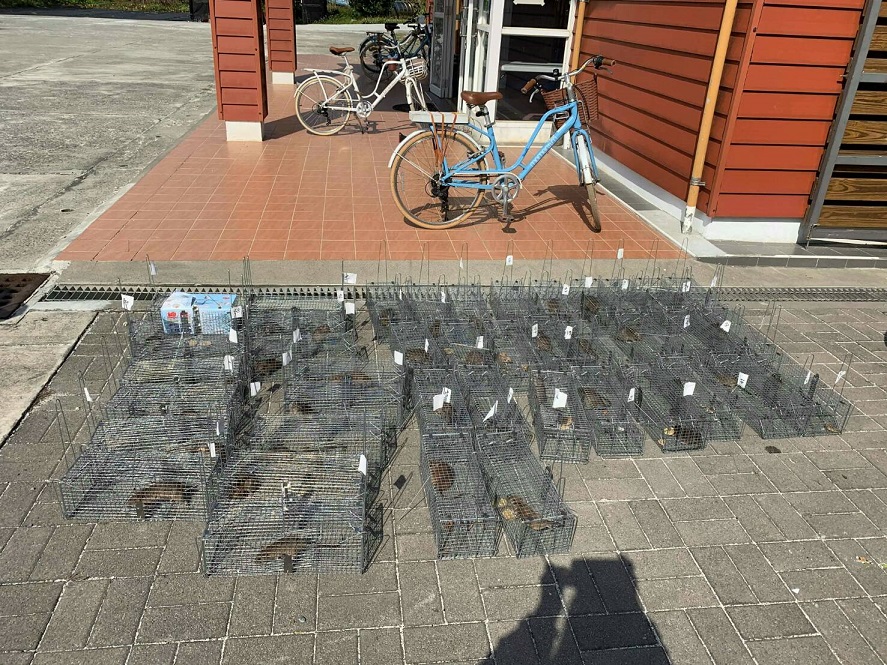 Mice were caught on the Dongsha Islands (Pratas Islands).