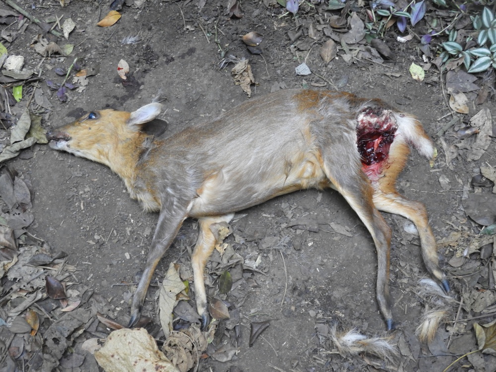 壽山山羌遭浪犬追咬死亡屍體多半完整未遭啃食 顯示浪犬追咬山羌並非為了填飽肚子 而是滿足狩獵野性