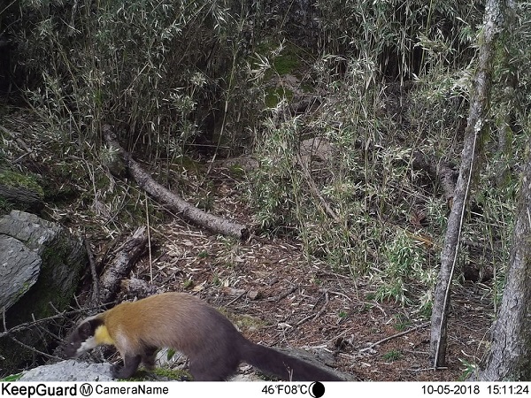 the bats residing in the surrounding area of Wuling's Taoshan Falls